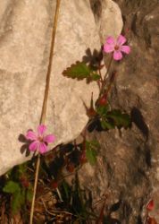 2013-10-08_Guffert (41)c.JPG